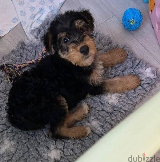 Whatsapp Me +972555074990 Airedale Terrier 0