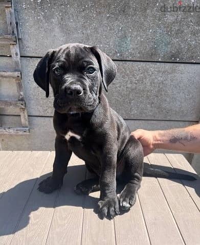 Whatsapp Me +966588993320 Cane Corso Puppies 0