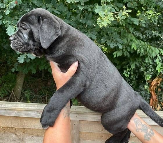 Whatsapp Me +966588993320 Cane Corso Puppies 1