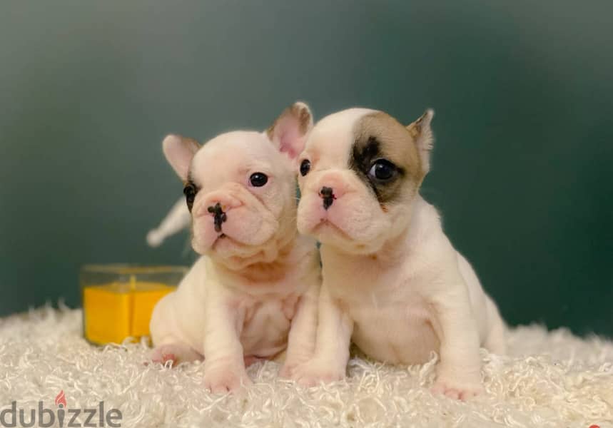 French Bulldog Puppies 1