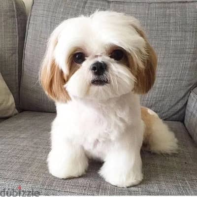 Shih