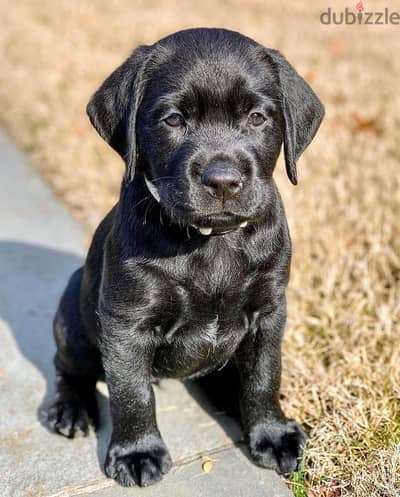 Labrador puppies available