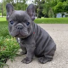 French Bulldog puppies 0