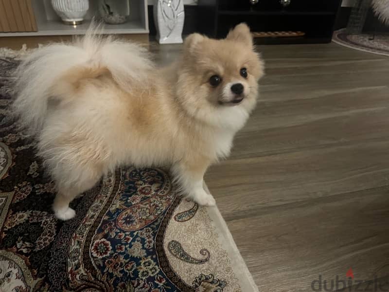 Pomeranian dog 1