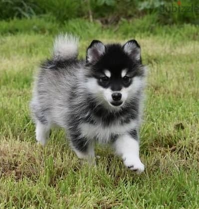 Whatsapp Me +966588993320 Pomsky Puppies