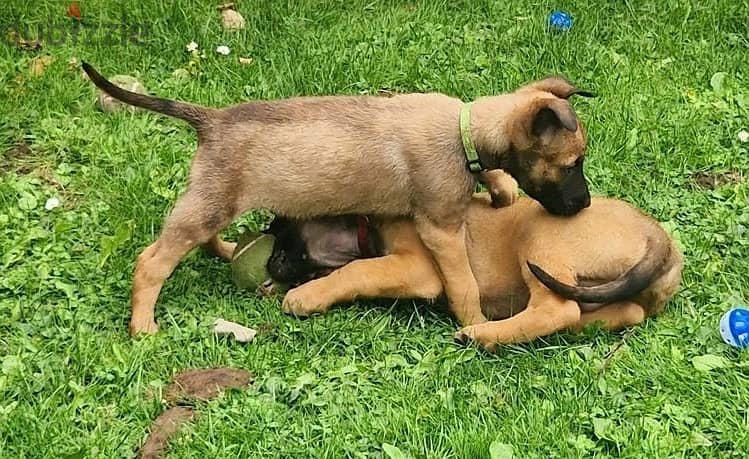 Whatsapp Me +966583921348 Belgian Malinois Puppies 1