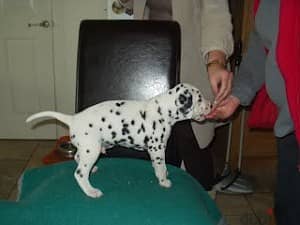 Dalmatian