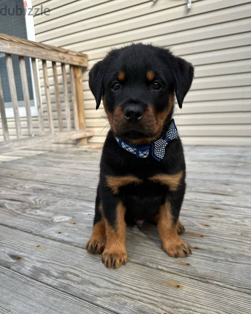 Adorable rotweiller for sale 0