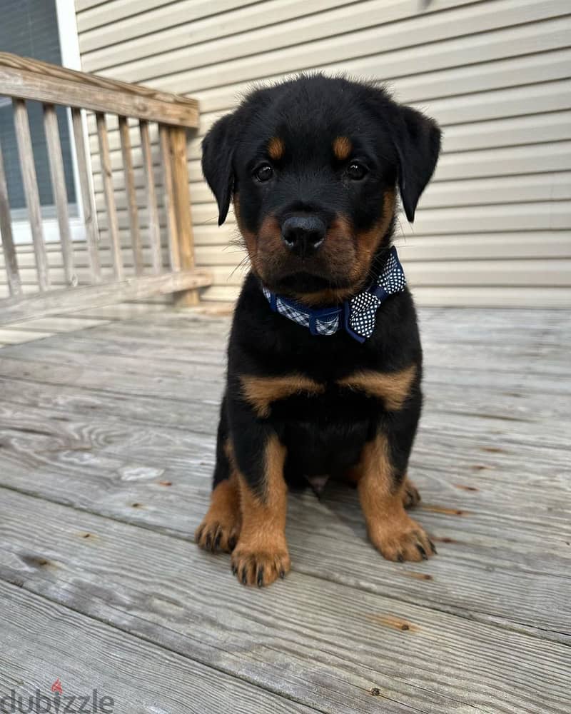 Adorable rotweiller for sale 1