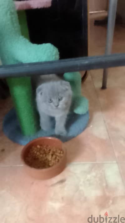 British Shorthair Kitten