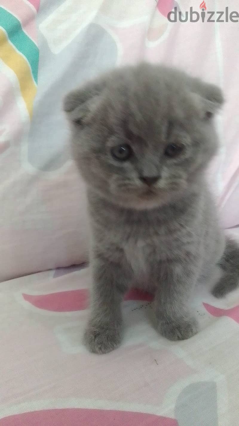 British Shorthair Kitten 1