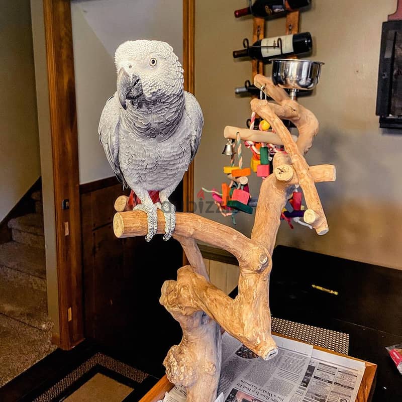 African Grey Parrot . Whatsapp +97455796963 0