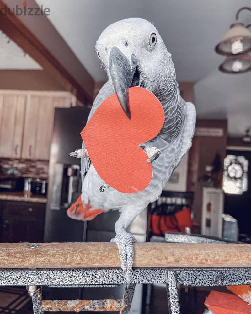 African Grey Parrot . Whatsapp +97455796963 1