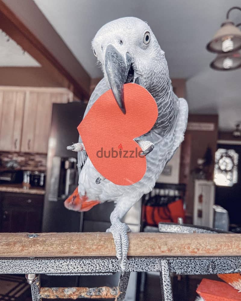 African Grey Parrot . Whatsapp +97455796963 1