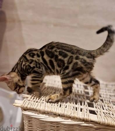 Whatsapp Me +972555074990 Bengal Cats 1