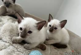 Whatsapp Me +966583921348 Siamese Cats 0