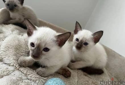 Whatsapp Me +966583921348 Siamese Cats