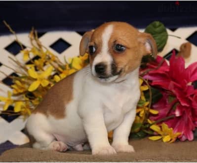 Whatsapp Me +966588993320 Jack Russell Puppies