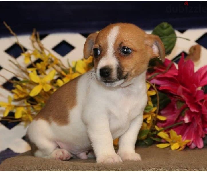 Whatsapp Me +966588993320 Jack Russell Puppies 0