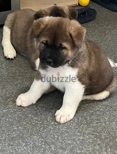 Whatsapp Me +966588993320 Akita Puppies 1