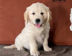 Whatsapp Me +966583921348 Golden Retriever Puppies 0