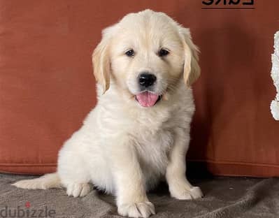 Whatsapp Me +966583921348 Golden Retriever Puppies