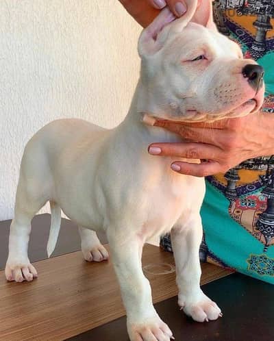 Whatsapp Me +966588993320 Dogo Argentino Puppies