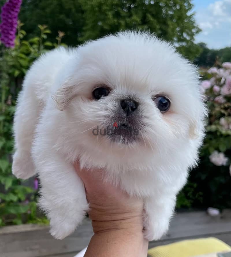 Whatsapp Me +966588993320 Pekingese Puppies 0