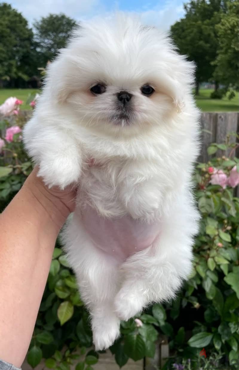 Whatsapp Me +966588993320 Pekingese Puppies 1