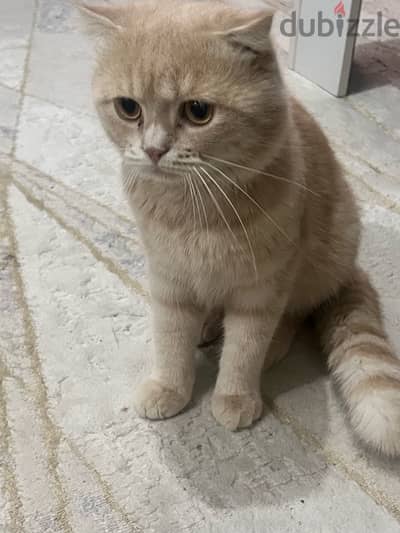 i have a couple of British shorthair for sale