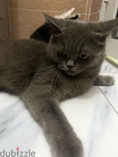 i have a couple of British shorthair for sale 0