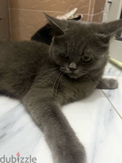 i have a couple of British shorthair for sale