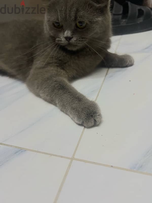 i have a couple of British shorthair for sale 1