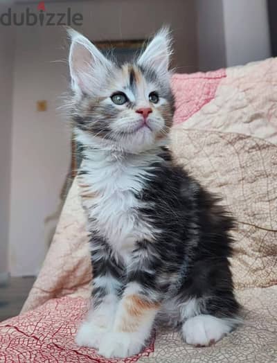 Maine Coon Kittens Available