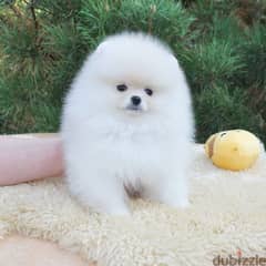 Pomeranian Puppies 0