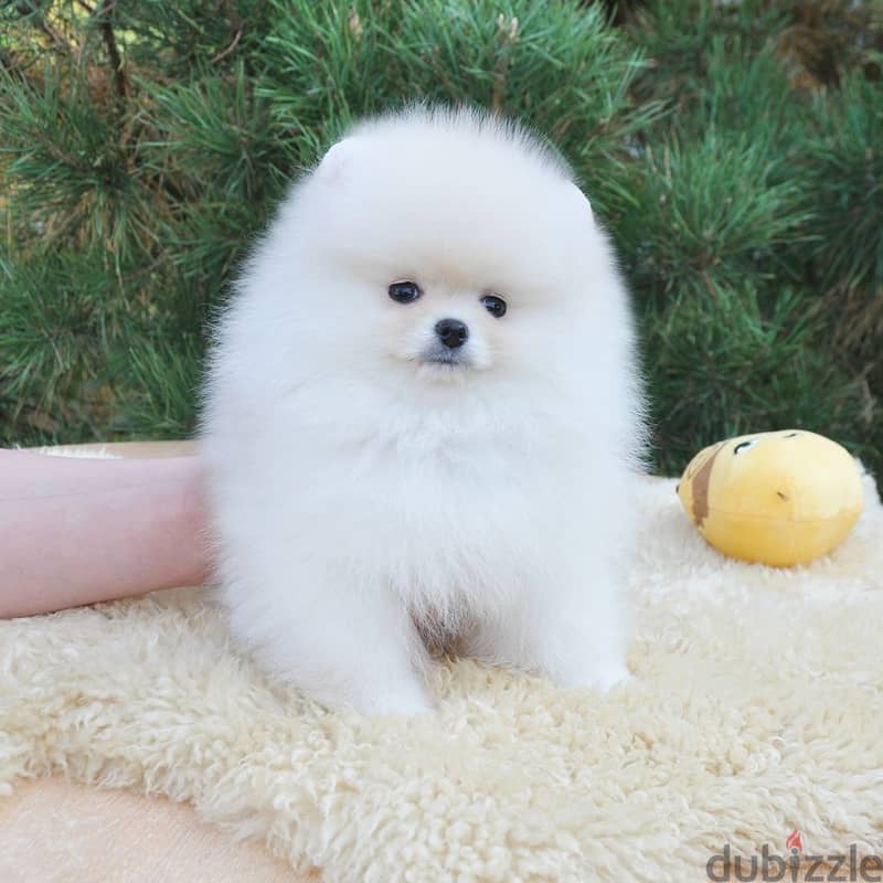 Pomeranian Puppies 0