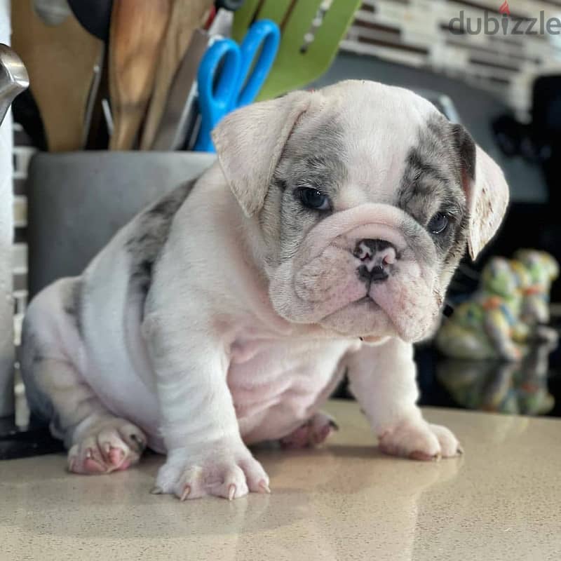 English Bulldog Puppies 0