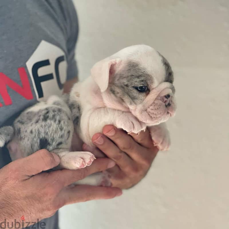 English Bulldog Puppies 1