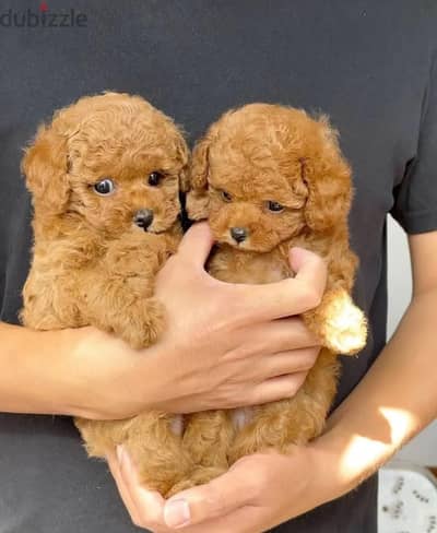 poodle puppies