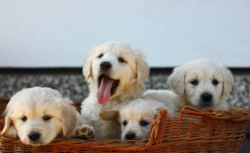 Golden Retriever puppies