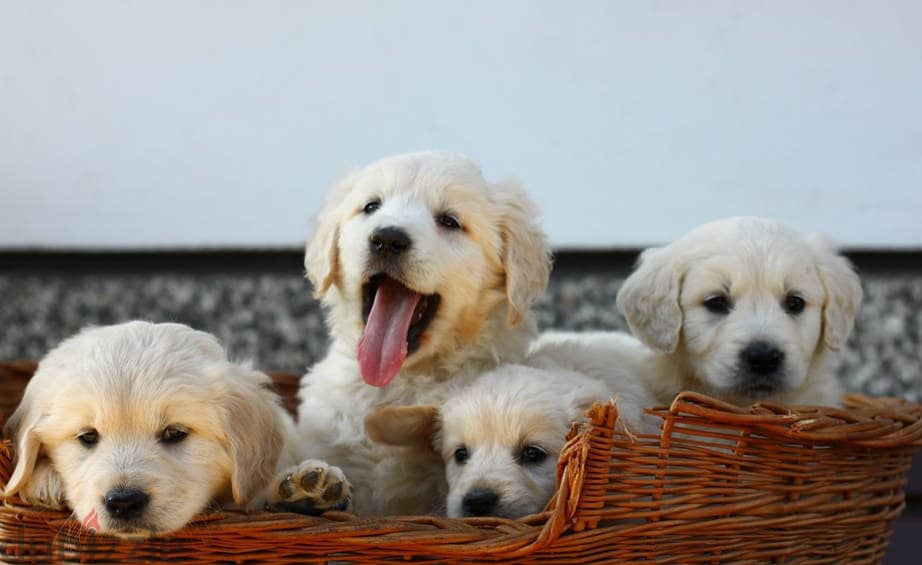 Golden Retriever puppies 0