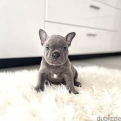 French Bulldog Puppies 0