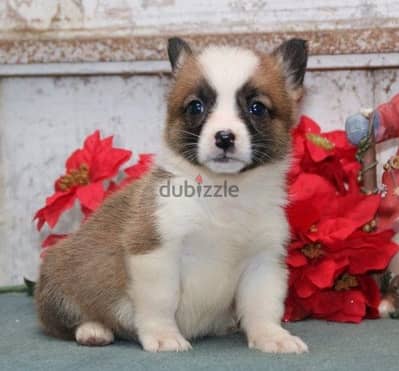 Whatsapp Me +966588993320 Corgi Pembroke Puppies