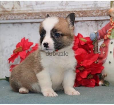 Whatsapp Me +966588993320 Welsh Corgi Puppies