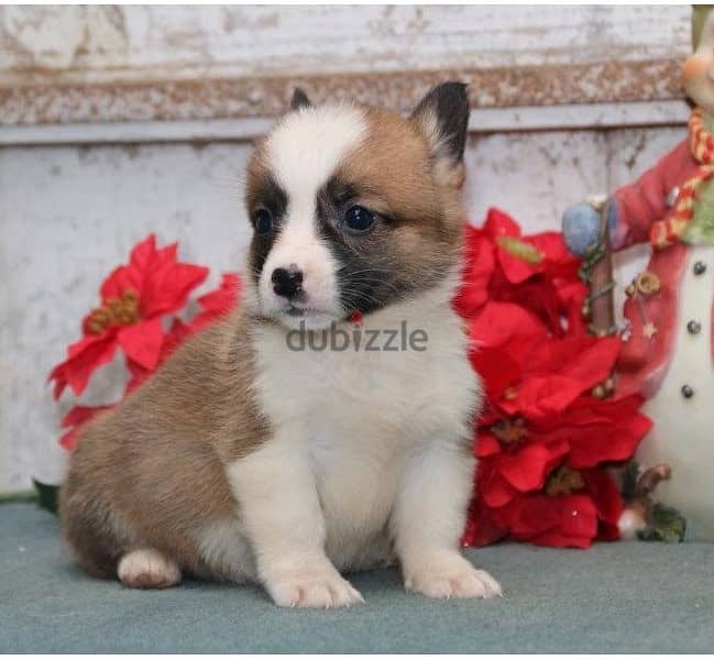 Whatsapp Me +966588993320 Welsh Corgi Puppies 0