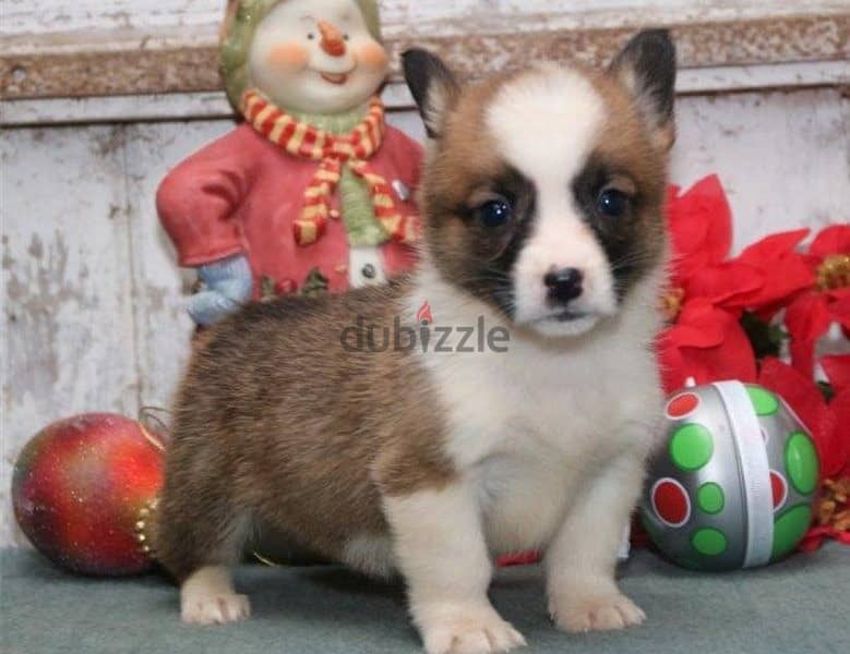 Whatsapp Me +966588993320 Welsh Corgi Puppies 1