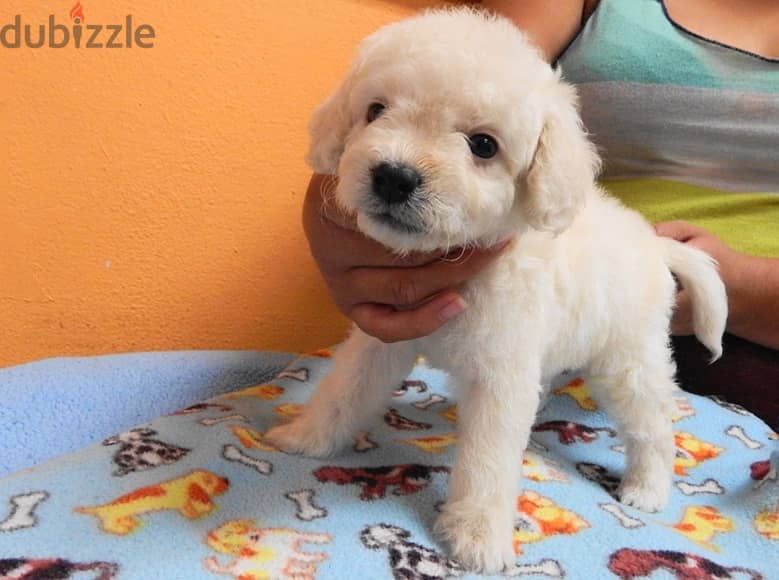 Whatsapp Me +966583921348 Maltipoo Puppies 1