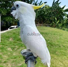 cockatoo Parrots//whatsapp +971552543679 0