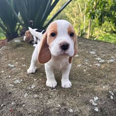 Beagle Puppies// whatsapp +971552543679 0