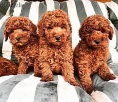 Poodle puppies//Whatsapp +971502618837 0